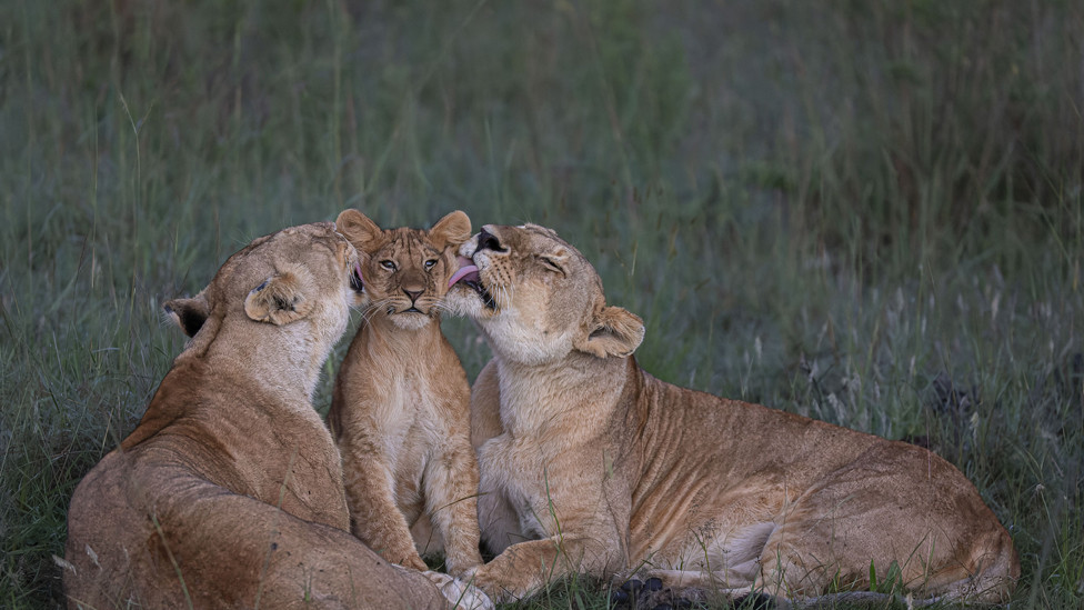 Two lionesses groom a cubs in Maasai Mara, Kenya