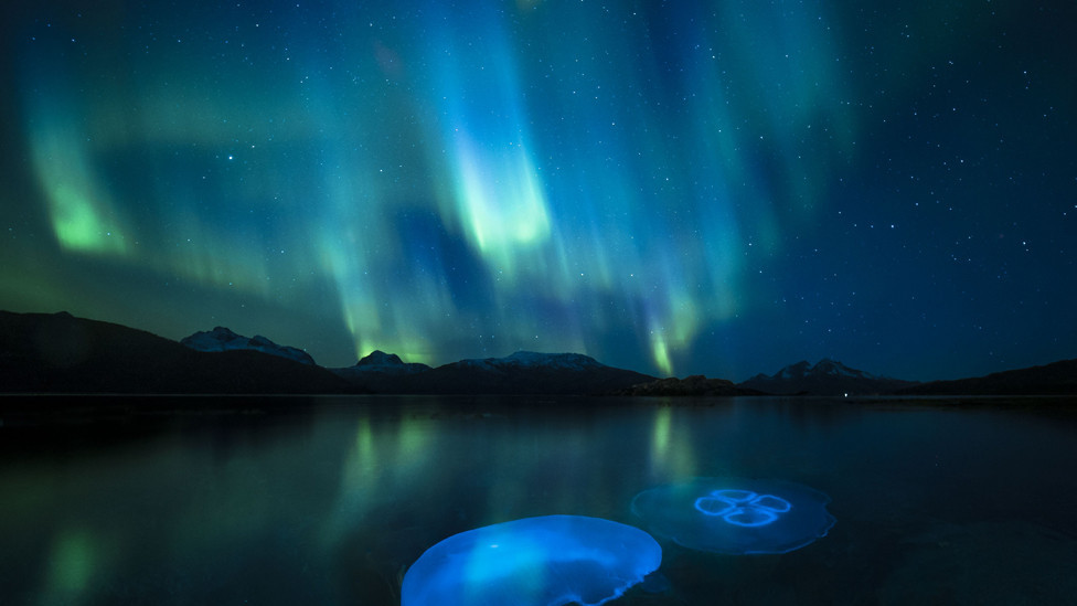 Moon jellyfish pictured in a fjord as the Aurora Borealis glow overhead