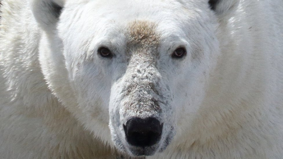 Face of a polar bear