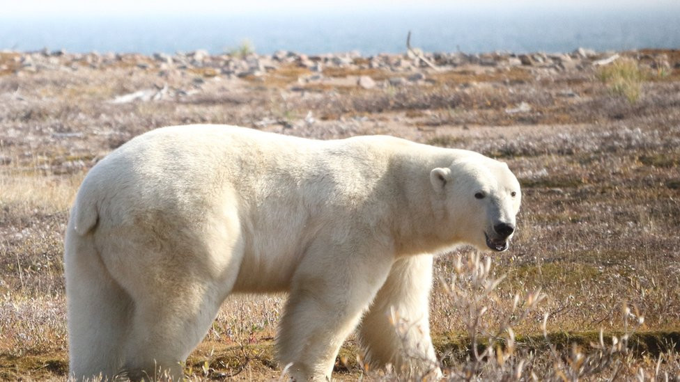 Polar bear walking