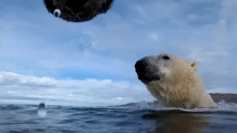 Polar bear in the water