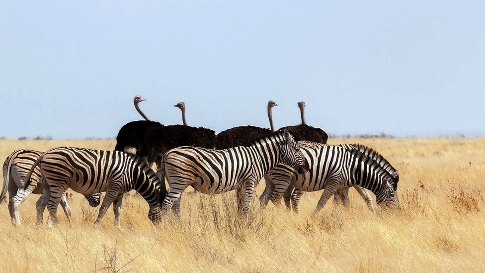 Zebre