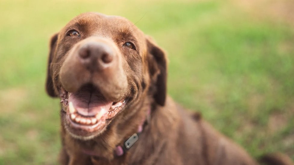 Portrait of a brown dog