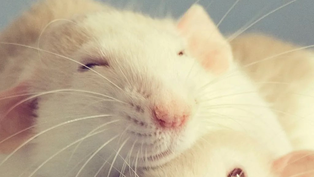 Cute white rats