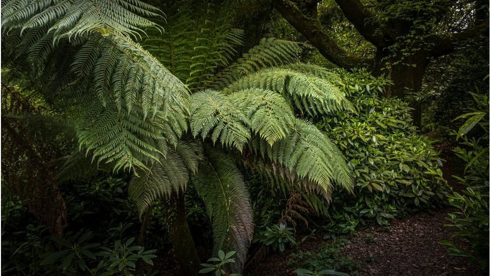 Dicksonia antarctica