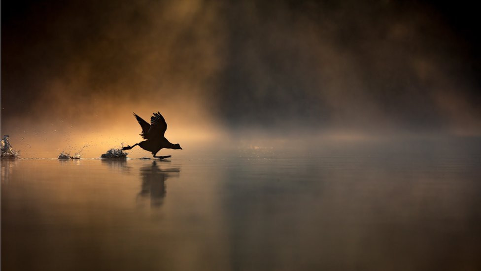 A coot running across a misty lake