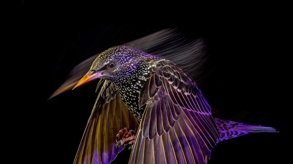 Common starling (Sturnus vulgaris) in flight