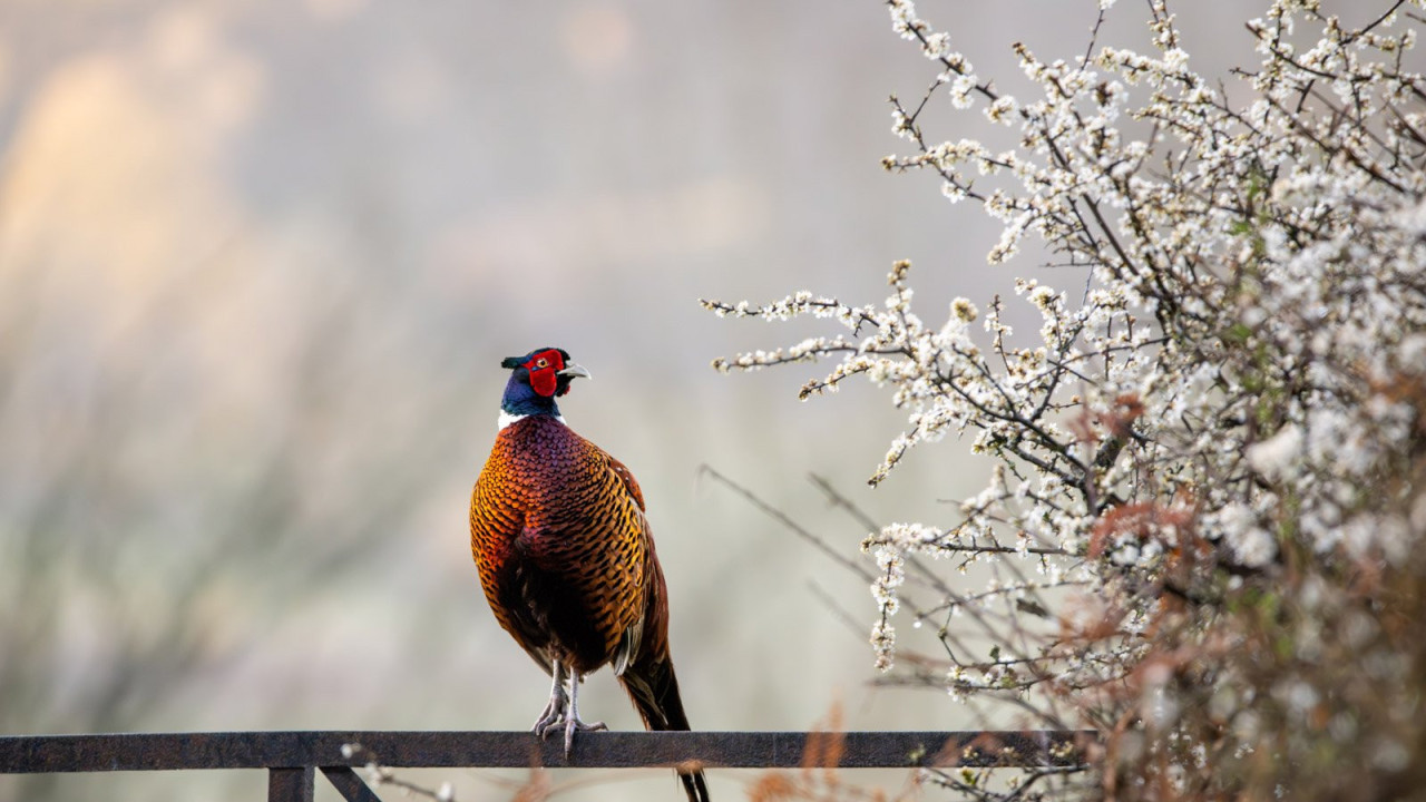 Pheasant (Phasianus colchicus) Mid Wales
