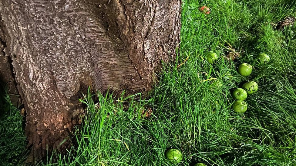 Green apples sit at the foot of a tree