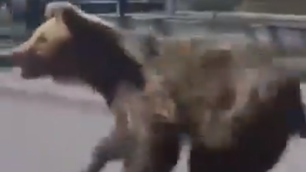 A brown bear runs along a road