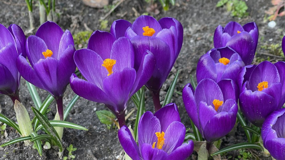 Flowers in Ludmila's garden