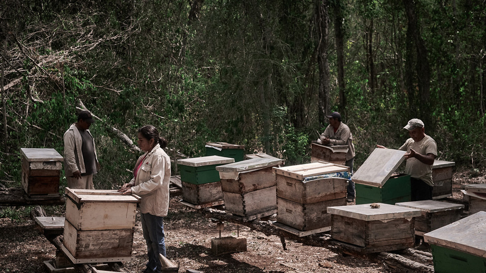 Beekeepers in Hopelchén, Campeche in southeast Mexico