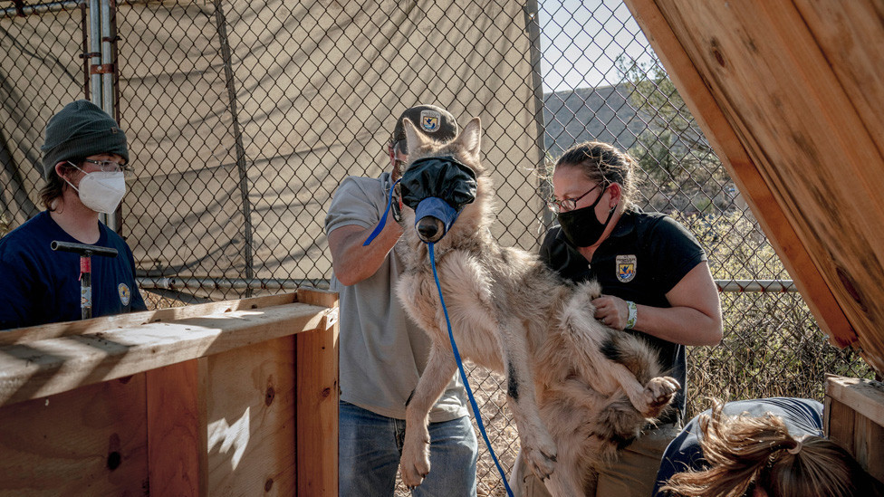 Mexican grey wolf at the Ladder Ranch in Caballo, New Mexico is placed inside a capture box and muzzled in order to reduce visual stimulation and make it safer to handle for USFWS biologists Brady McGee, Melissa Kretzian and Margaret Dwyer from the Mexican Grey Wolf Recovery Program.