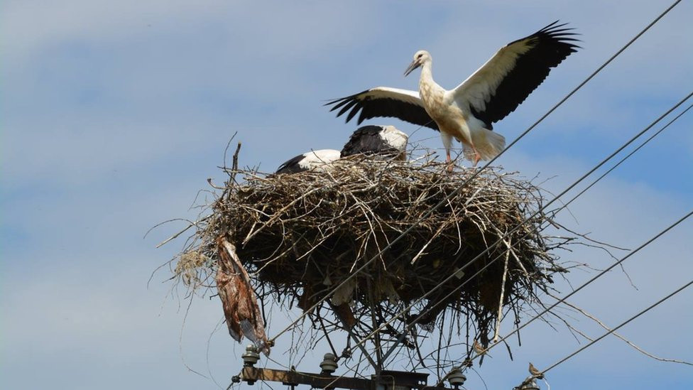 Rode u banatskom selu Taraš na strujnom stubu