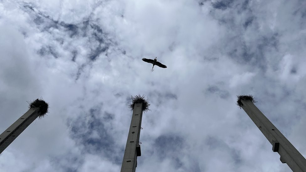 Roda u novosadskom naselju Klisa