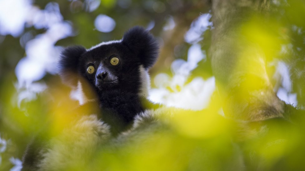 Lemur u prašumamam istočnog Madagaskara