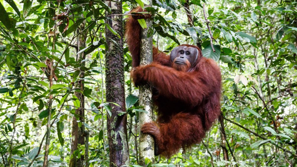 orang-utan on tree