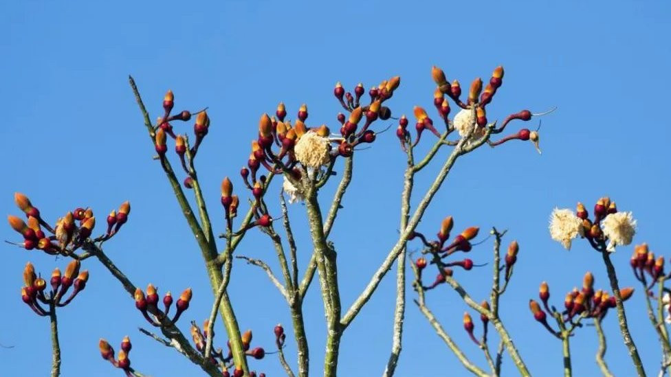 Lokalni iscelitelji u Gabonu kapokom (Ceiba pentandra) leče ljudske bolesti