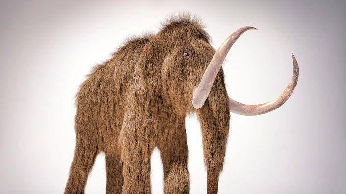 Mamut