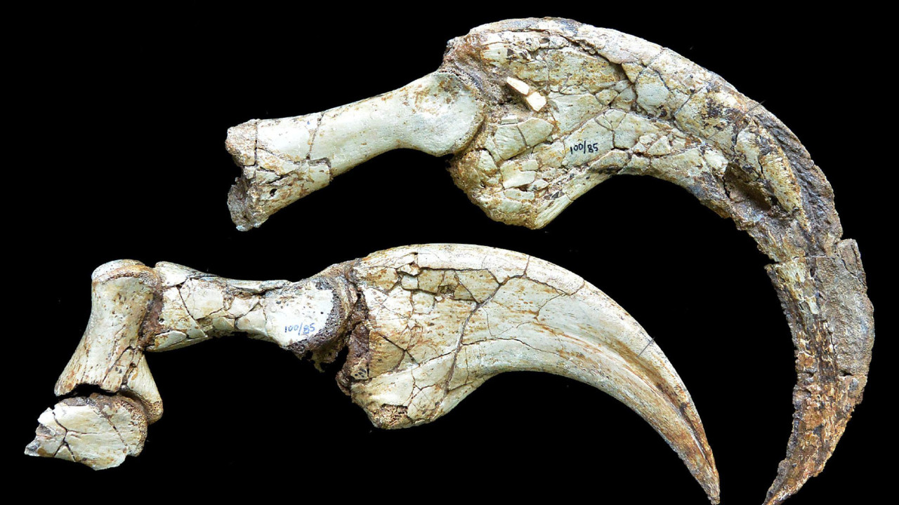 Fosili kandži dinosaurusa