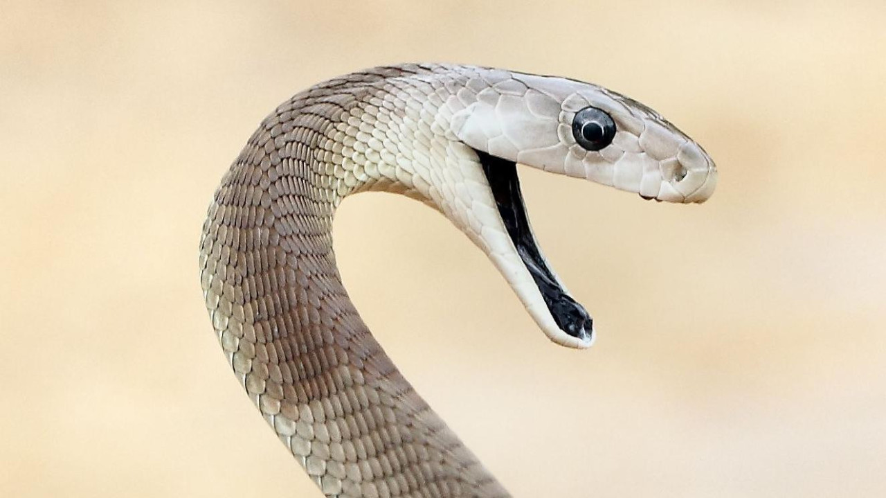 Crna mamba sa otvorenim ustima