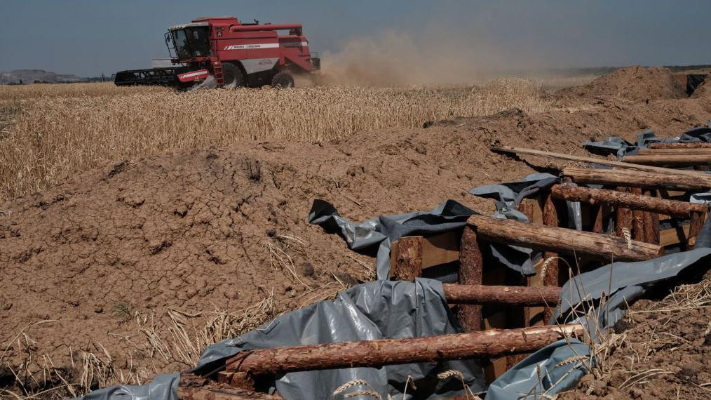Crveni kombajn u polju pšenice, sa oblakom prašine koji se diže iza. U prvom planu su kanali utvrđeni drvenim stubovima, na liniji fronta u Ukrajini 2024. godine.