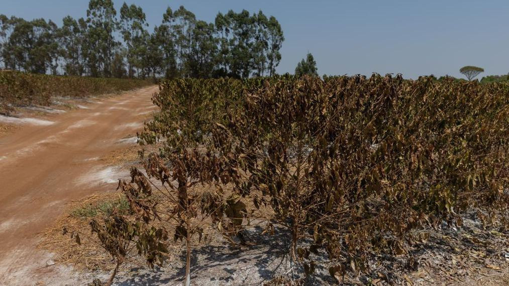 Žbunje kafe braon boje i suvo na farmi Rosario, Sao Paulo, Brazil, septembar 2024.