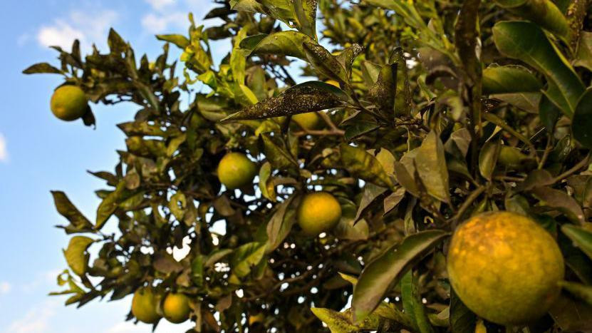 Mrlje na žutim i zelenim pomorandžama na drvetu. Neki listovi su se osušili. žute i zelene pomorandže na grani drveta. Neki listovi drveta su mrljavi i smeđi