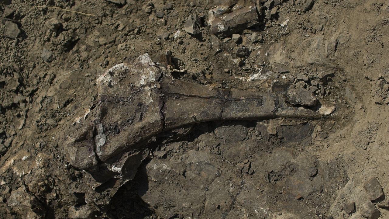 Kuk vrste pahirinosaurus (Pachyrhinosaurus), jedno je od hiljada otkrića u koritu reke