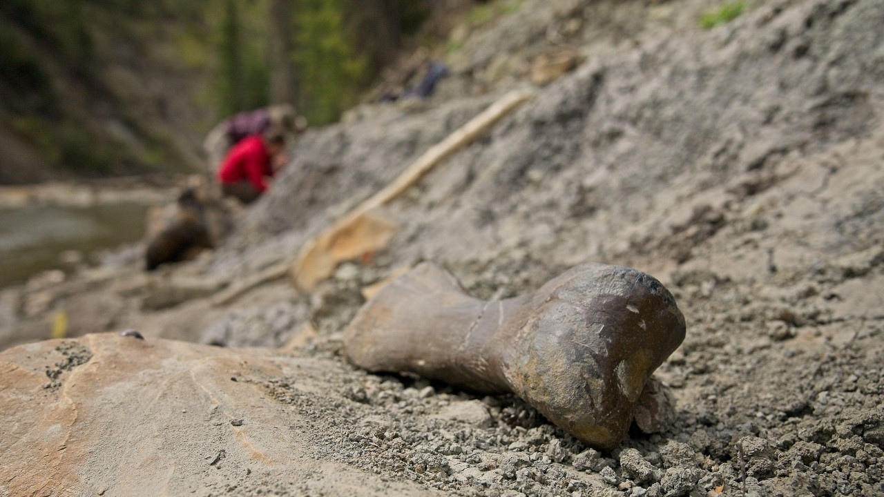 A large toe bone on the banks of a river snaking around a steep rocky verge, lined with pine trees, where researchers are digging through the riverbanks for dinosaur fossils.