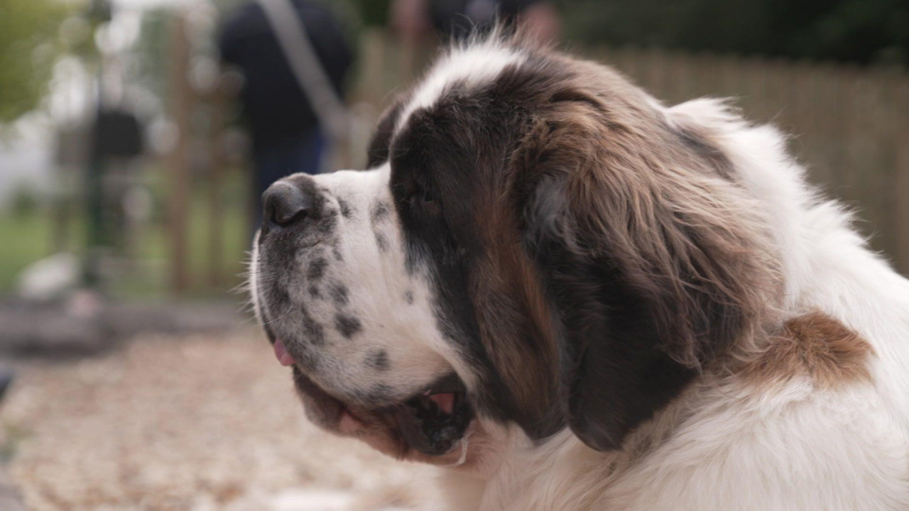 Majfi je Bernandika smeđe-bele boje. 