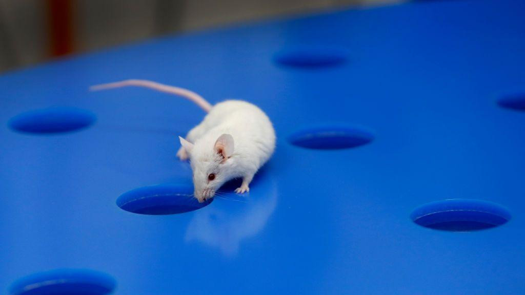 A mouse looks into a hole in a blue board