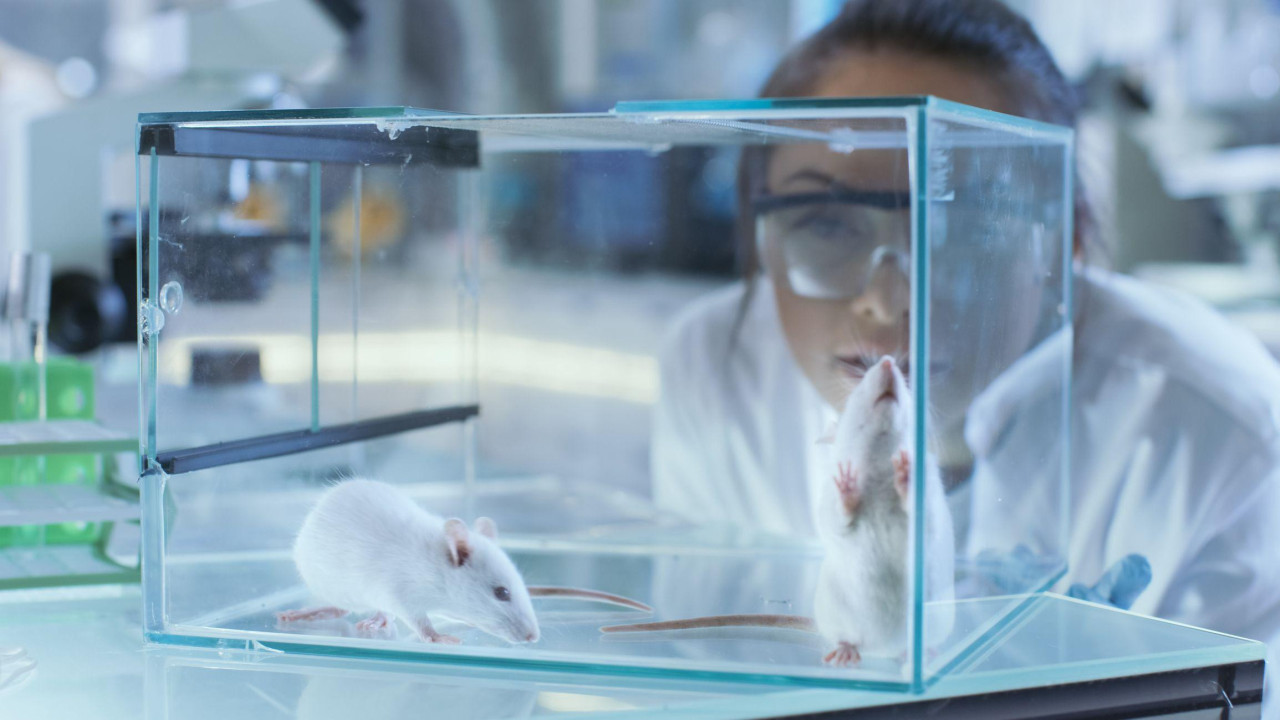 A scientist looks at two mice in a cage