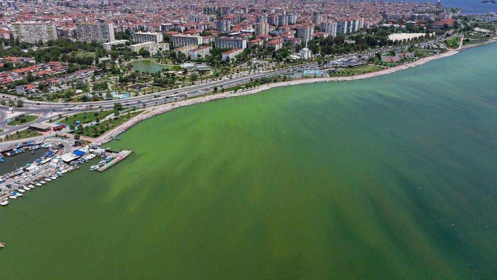 Pogled iz vazduha na obalu mora u Izmiru tokom cvetanja planktona 12. juna 2024, kada je boja iz plave prešla u zelenu i braon