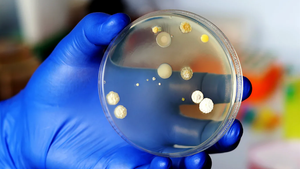 Bakterije i gljivice pronađene u jastuku