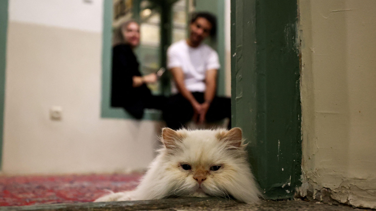 mačka leži na podu i gleda u kameru, iza nje sedi par 