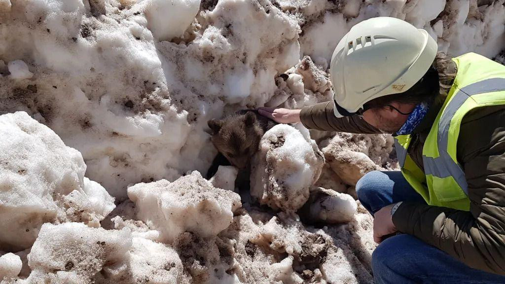 Grudve snega i spasilac