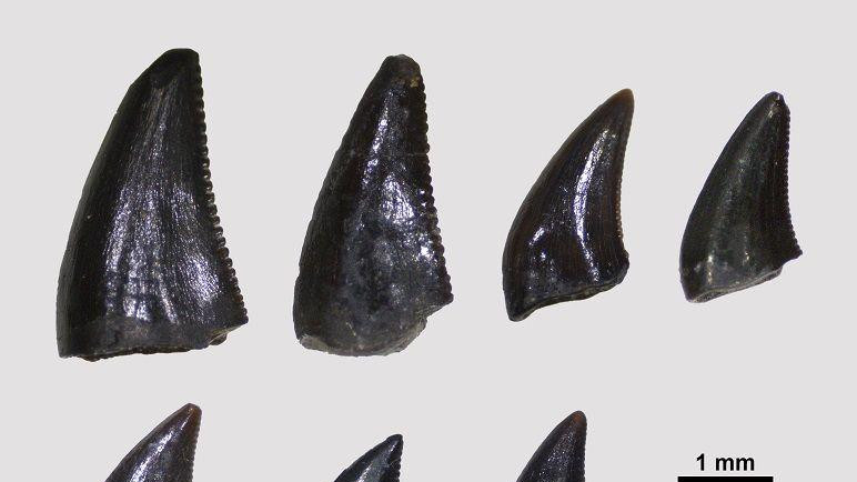 Zubi dromeosaurida, vrste terapoda, otkriveni u selu Osmakovo kod Pirota