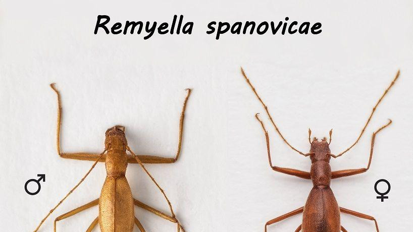 Mužjak (levo) i ženka (desno) 'Španovićkine remijele'