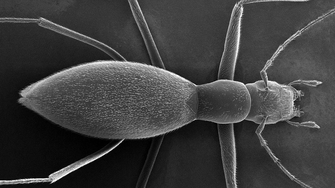 Mikroskopski snimak novootrkivenog tvrdokrilca