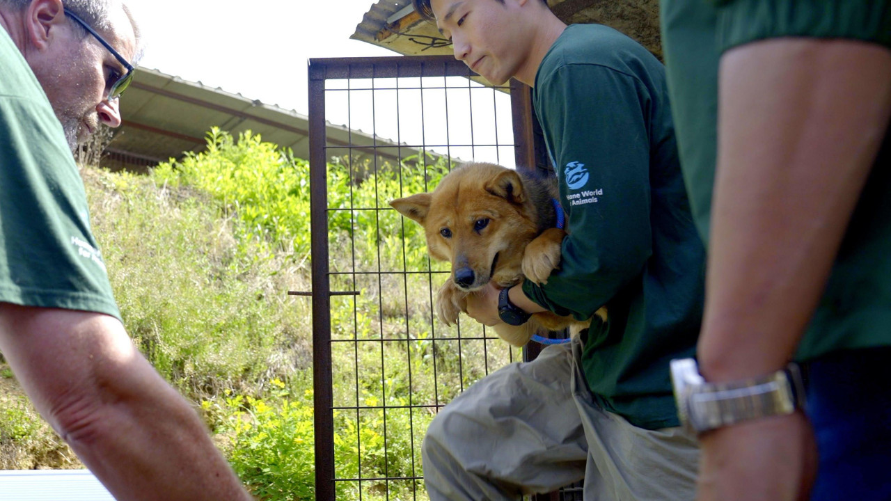 Spasioci izvode psa iz kaveza
