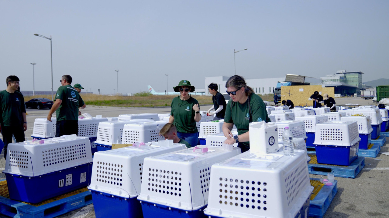 Redovi prenosivih kućica za pse nalaze se napolju blizu aerodroma, a među njima stoje ljudi u zelenim majicama.
