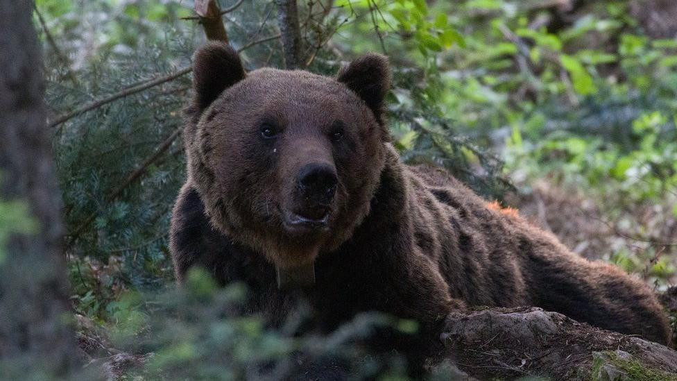 Medved Aleksandar živi 