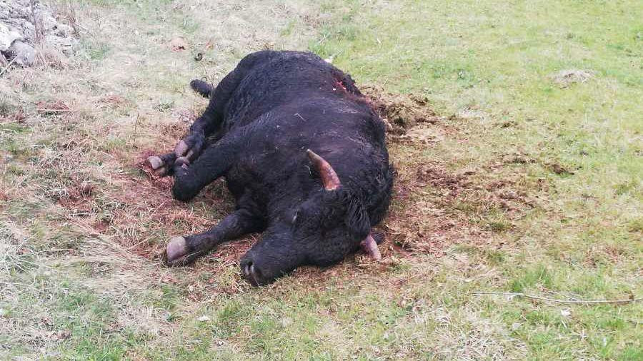I snažni vo je bio žrtva medveda nedavno