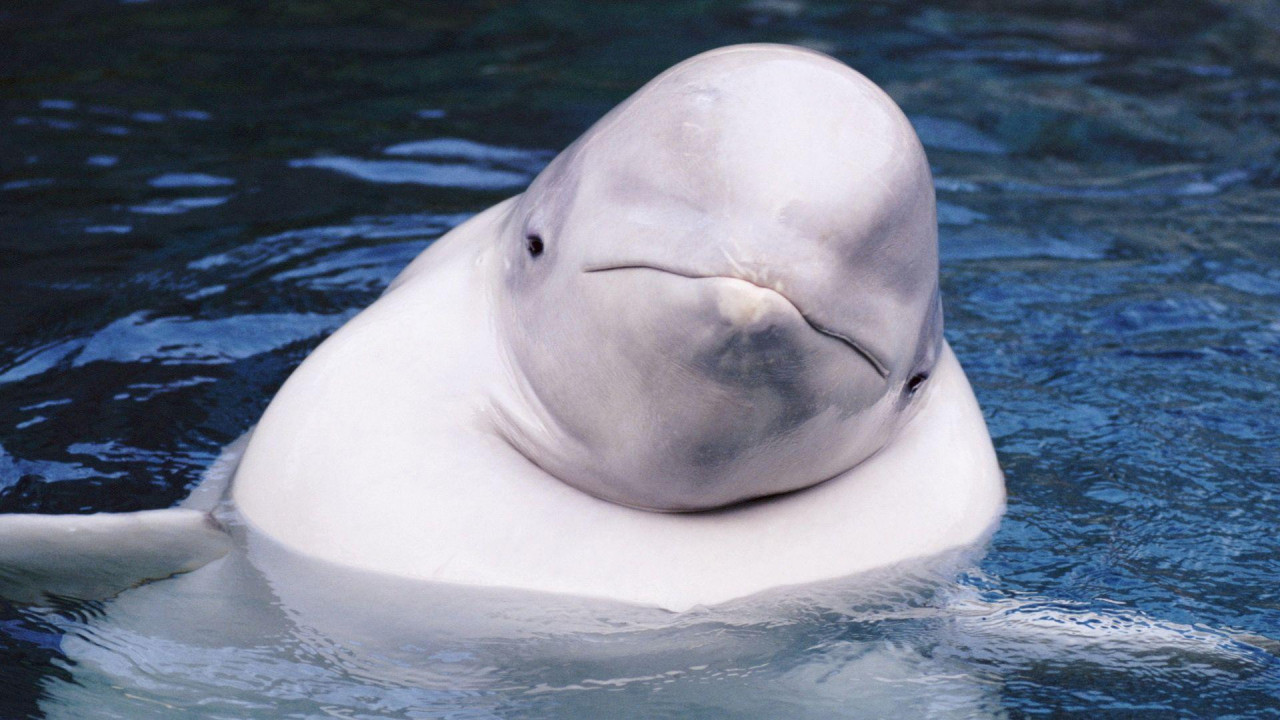 Beluga gleda u kameru sa glavom iznad vode