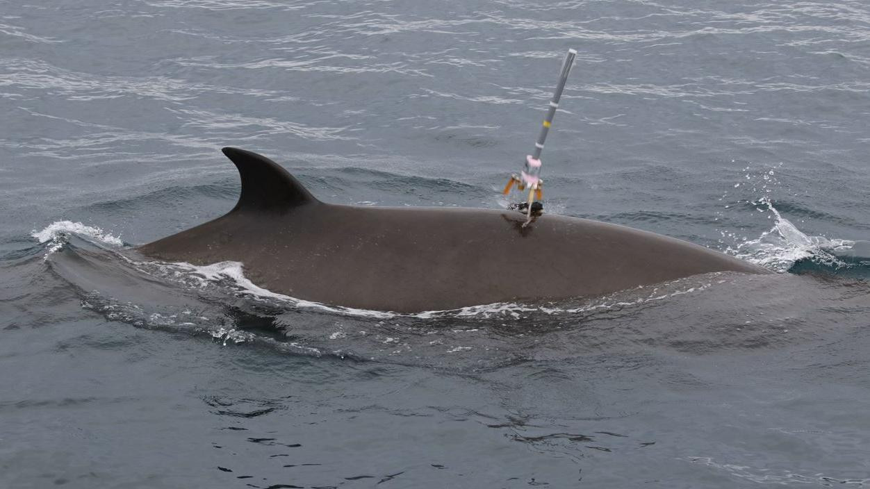 Veliki sivi kit sa oznakom na leđima