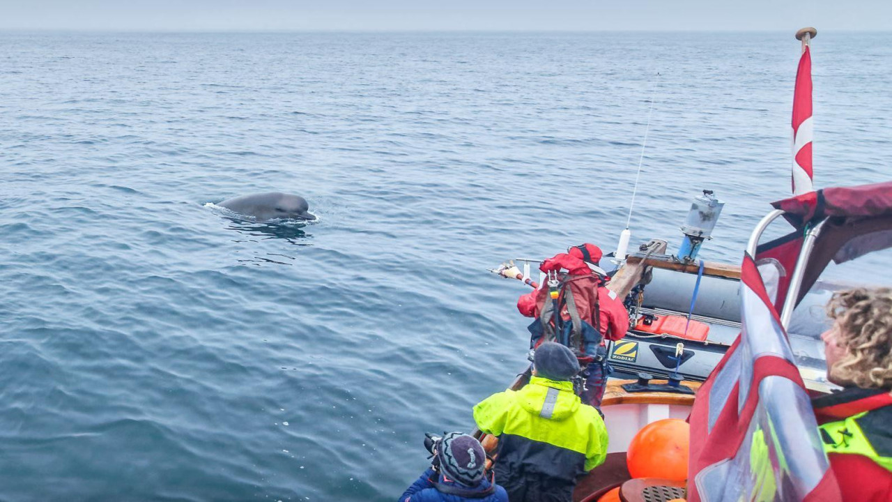 Veliki kit izlazi iz vode dok ga posmatra mali tim naučnika koji plovi na malom čamcu