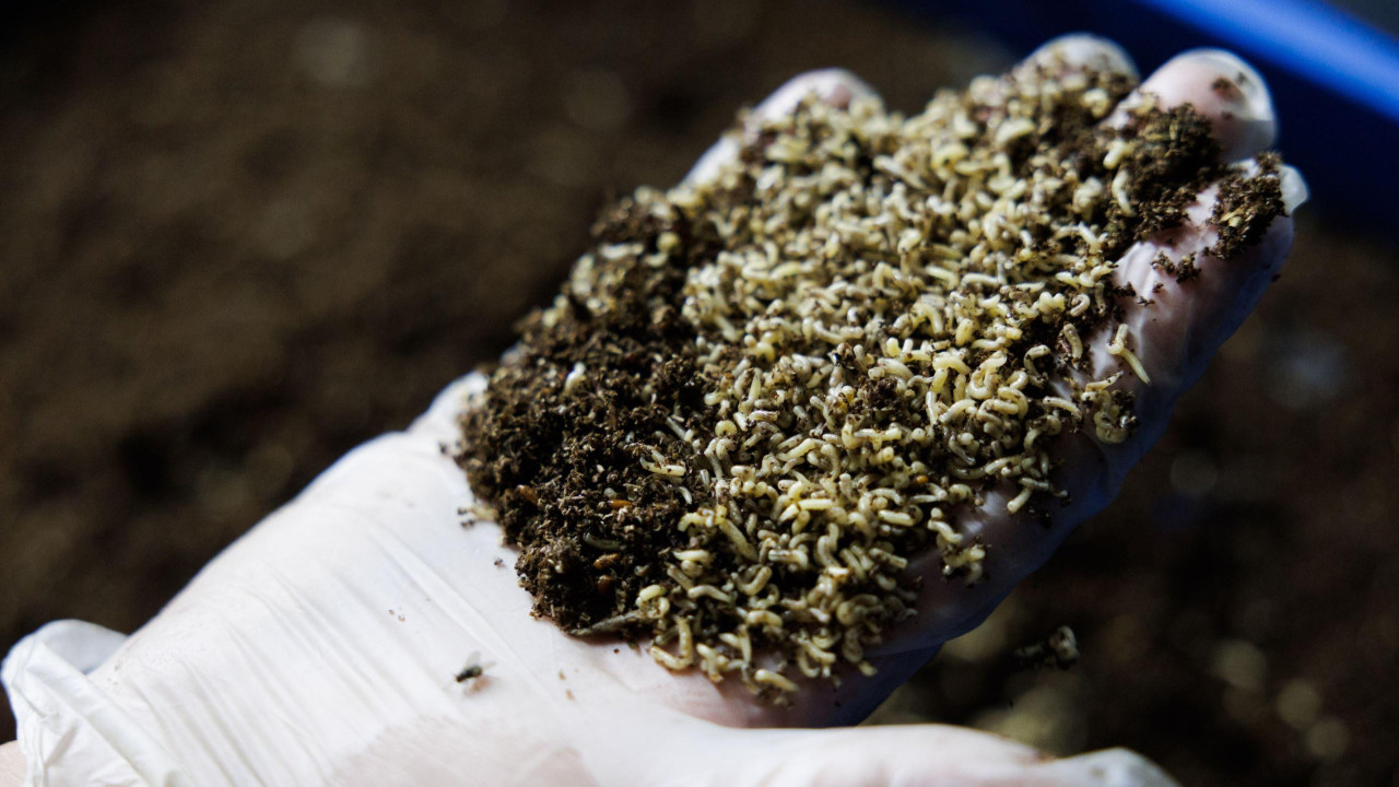 Ruka puna larvi muva