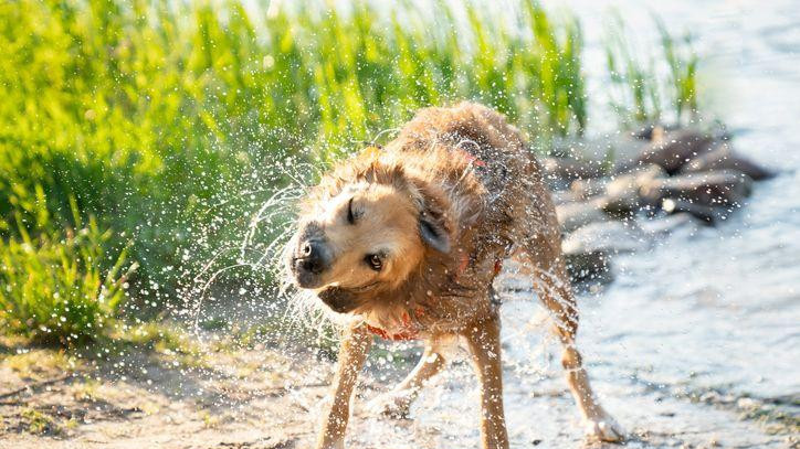 Pas otresa vodu sa sebe 