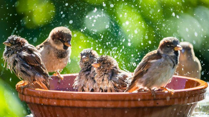 House sparrows bathing and splashing water in a birdbath on a hot summer day. 